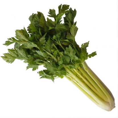 Picture of Celery Galatea F1